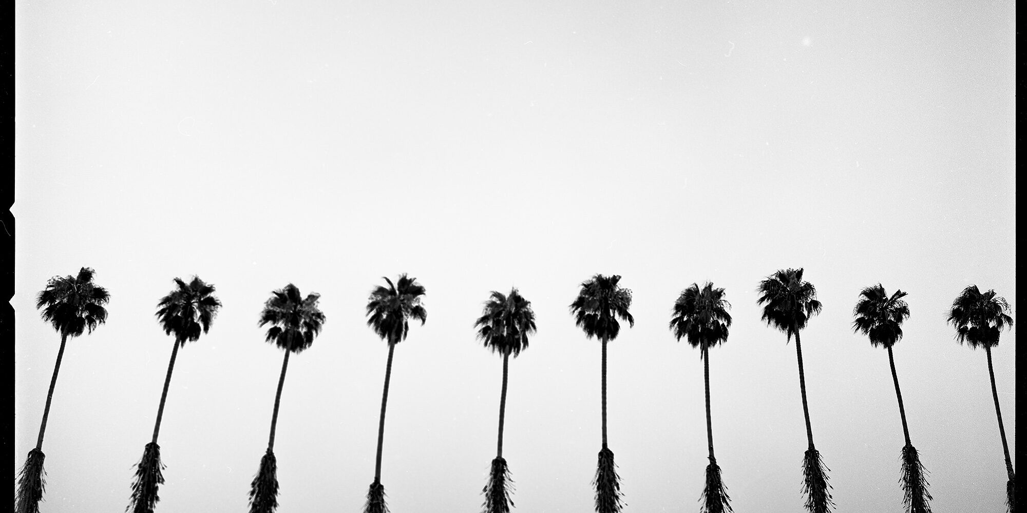 0260529-6_palmtrees_car